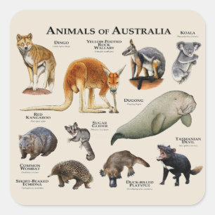 Animals of Australia Square Sticker