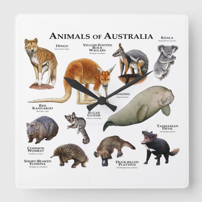 Animals of Australia Square Wall Clock (Front)