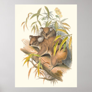 Animals Of Australia The Koala Poster