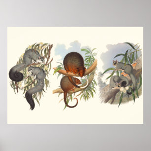 Animals Of Australia The Three Possums Poster