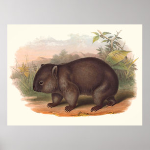 Animals Of Australia The Wombat Poster