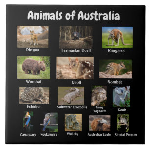 Animals of Australia Tile
