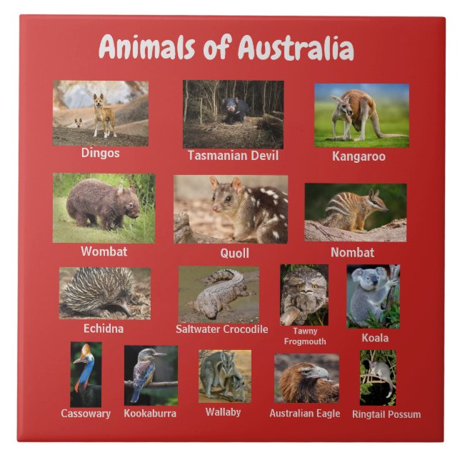 Animals of Australia Tile (Front)