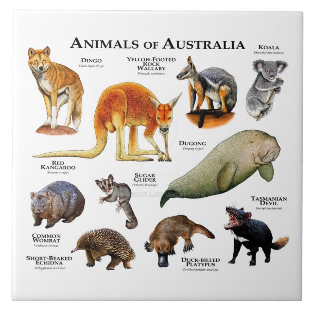 Animals of Australia Tile (Front)