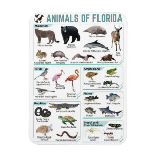 Animals of florida, florida usa wild lide magnet