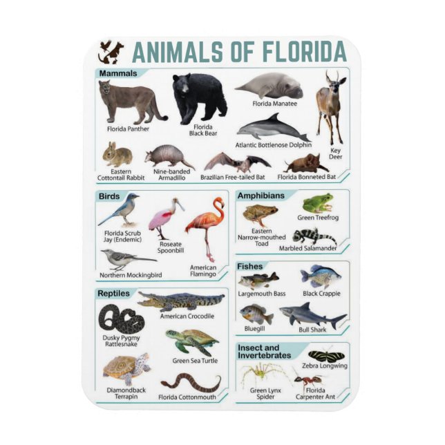Animals of florida, florida usa wild lide  magnet (Vertical)