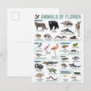 Animals of florida, florida usa wild lide  postcard