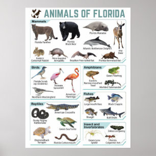 Animals of florida, florida usa wild lide  poster