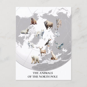 Animals of North Pole Arctic  Postcard