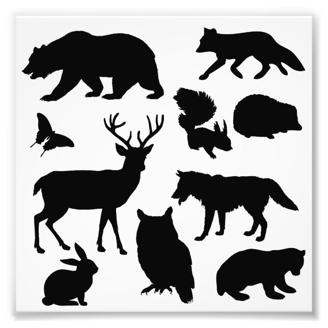 Animals Of The Forest, Wildlife Photo Print (Front)