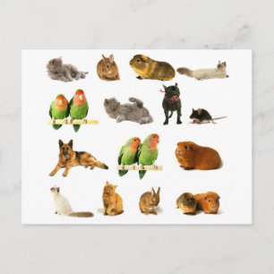 animals postcard
