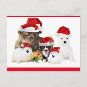 Animals Postcard