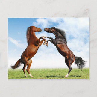 Animals postcards 18