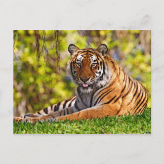 Animals postcards 37