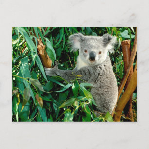 Animals postcards 38