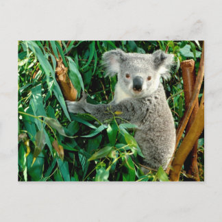 Animals postcards 38