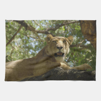 Animals > Wild > Cats > Lions Tea Towel