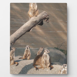 Animals Wild Mammals Meerkat Plaque