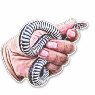 animals wildlife hand holding baby snake reptile