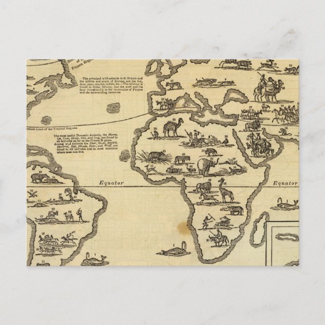 Animals World Postcard (Front)