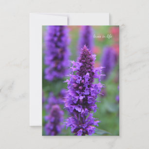 Anise Hyssop Note Card