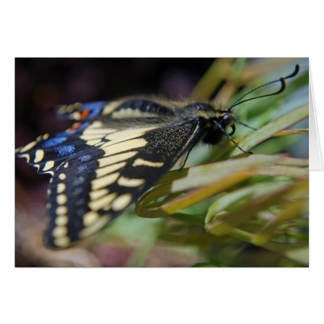 Anise swallowtail butterfly (Front Horizontal)