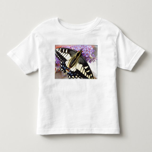 Anise swallowtail butterfly t-shirt (Front)