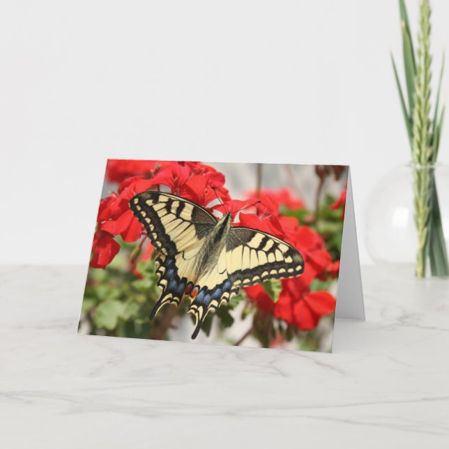 Anise Swallowtail Card (Front)