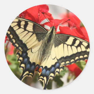 Anise Swallowtail Sticker