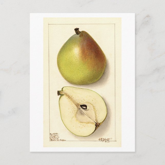 Anju Pear Vintage Illustration Postcard (Front)