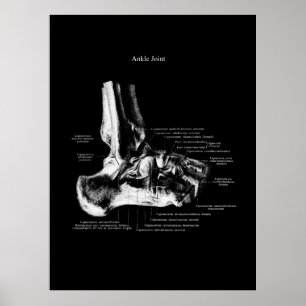 Ankle Anatomy Orthopaedic Wall Decor