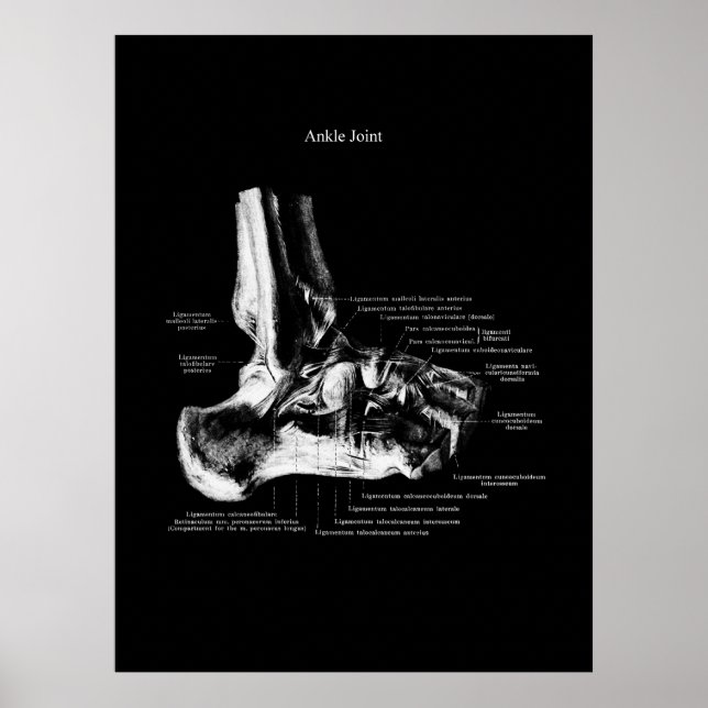 Ankle Anatomy Orthopaedic Wall Decor (Front)
