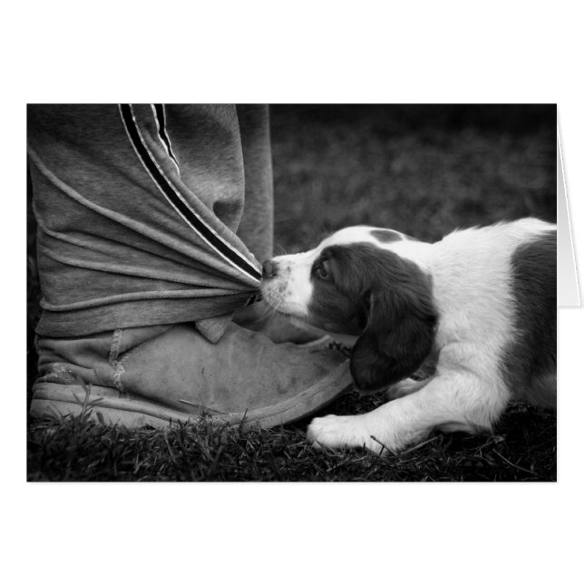 Ankle Biter (Front Horizontal)