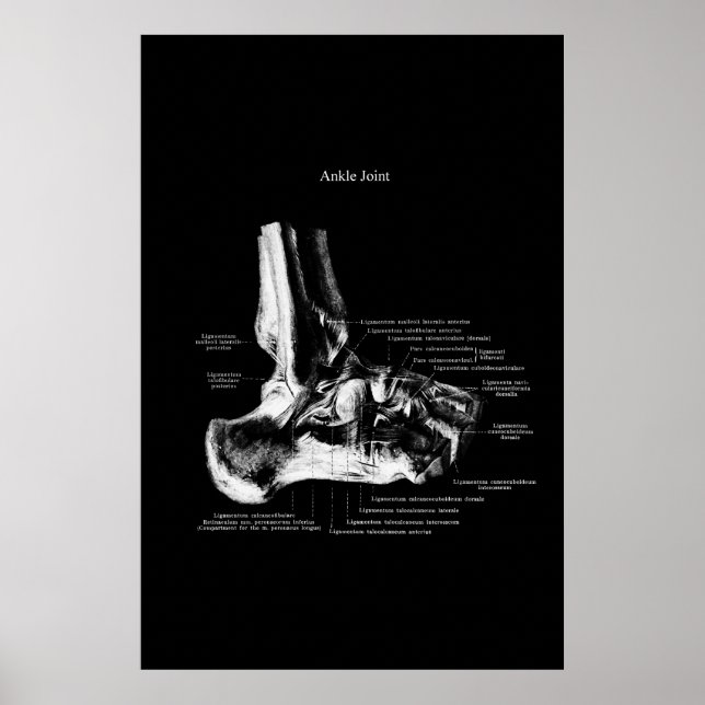 Ankle Joint Anatomy Orthopaedic Decor (Front)
