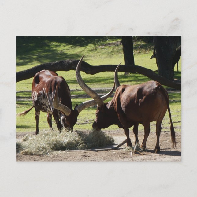 Ankole Cattle #2-2 Postcard (Front)