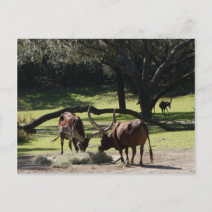 Ankole Cattle #2 Postcard