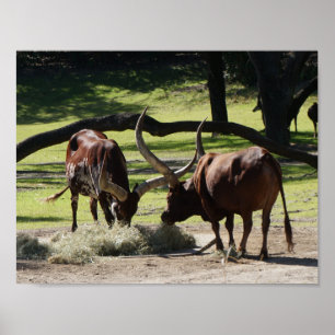 Ankole Cattle #2 Poster