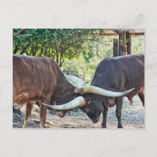 Ankole Cattle Fighting Postcard
