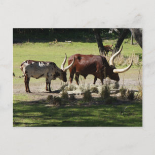 Ankole Cattle Postcard