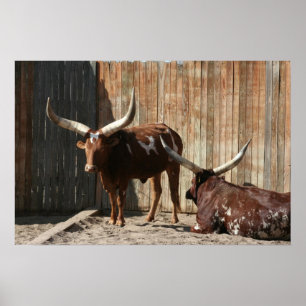 Ankole-Watusi Cattle Poster