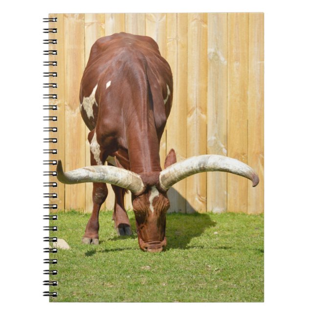 Ankole-Watusi grazing Notebook (Front)