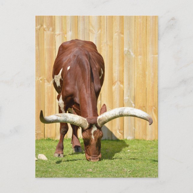 Ankole-Watusi grazing Postcard (Front)