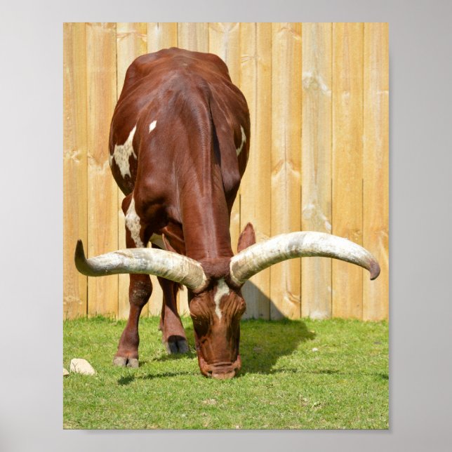 Ankole-Watusi grazing Poster (Front)