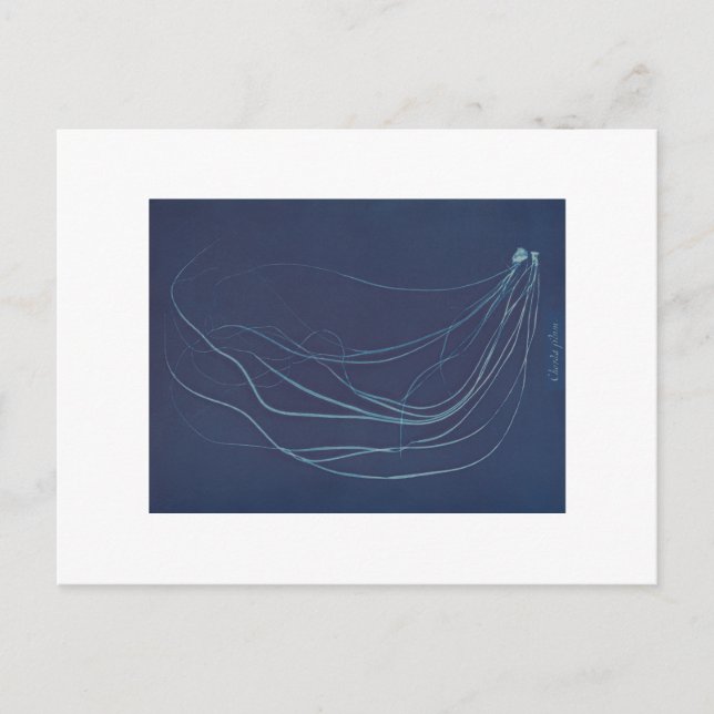 Anna Atkins: Botanical Cyanotype Postcard (Front)