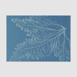 Anna Atkins Botanical Study Tissue Paper