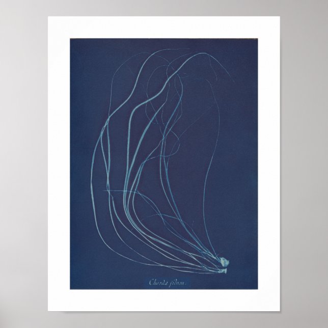 Anna Atkins: Botanical Vintage Photo Poster (Front)