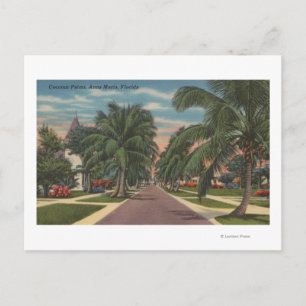 Anna Maria, Florida - View of Palms Along Street Postcard