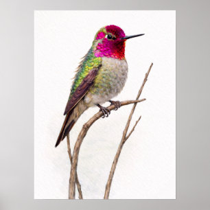 Anna,s Hummingbird Colourful Poster