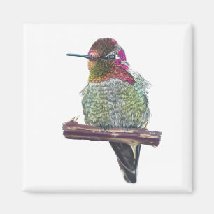 Anna’s Hummingbird Magnet