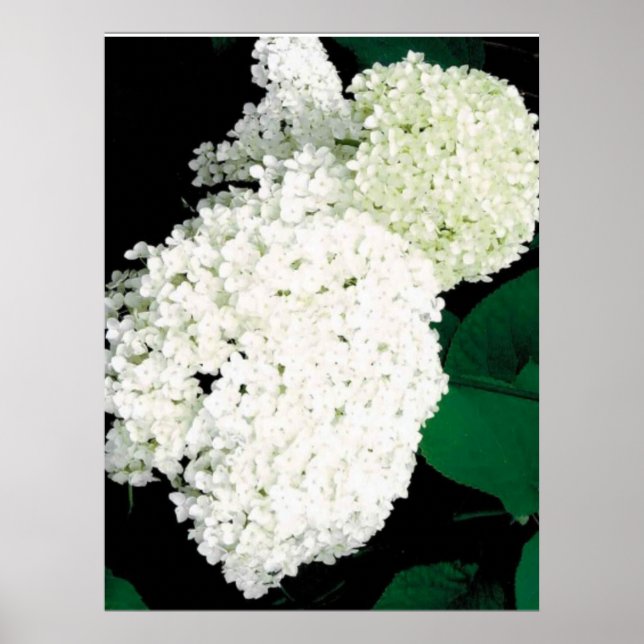               ANNABELLE HYDRANGEA                  POSTER (Front)